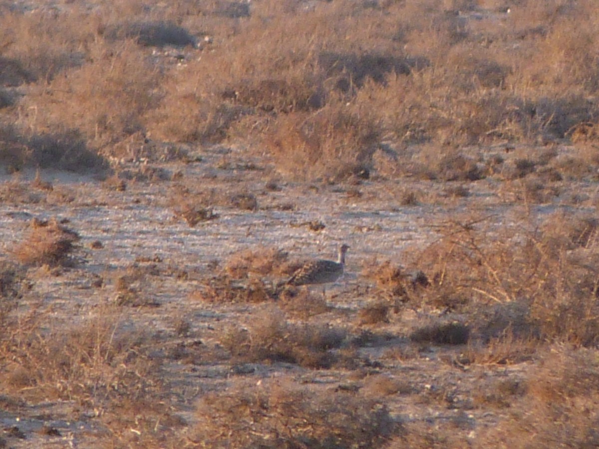African Houbara (Canary Is.) - ML641300252