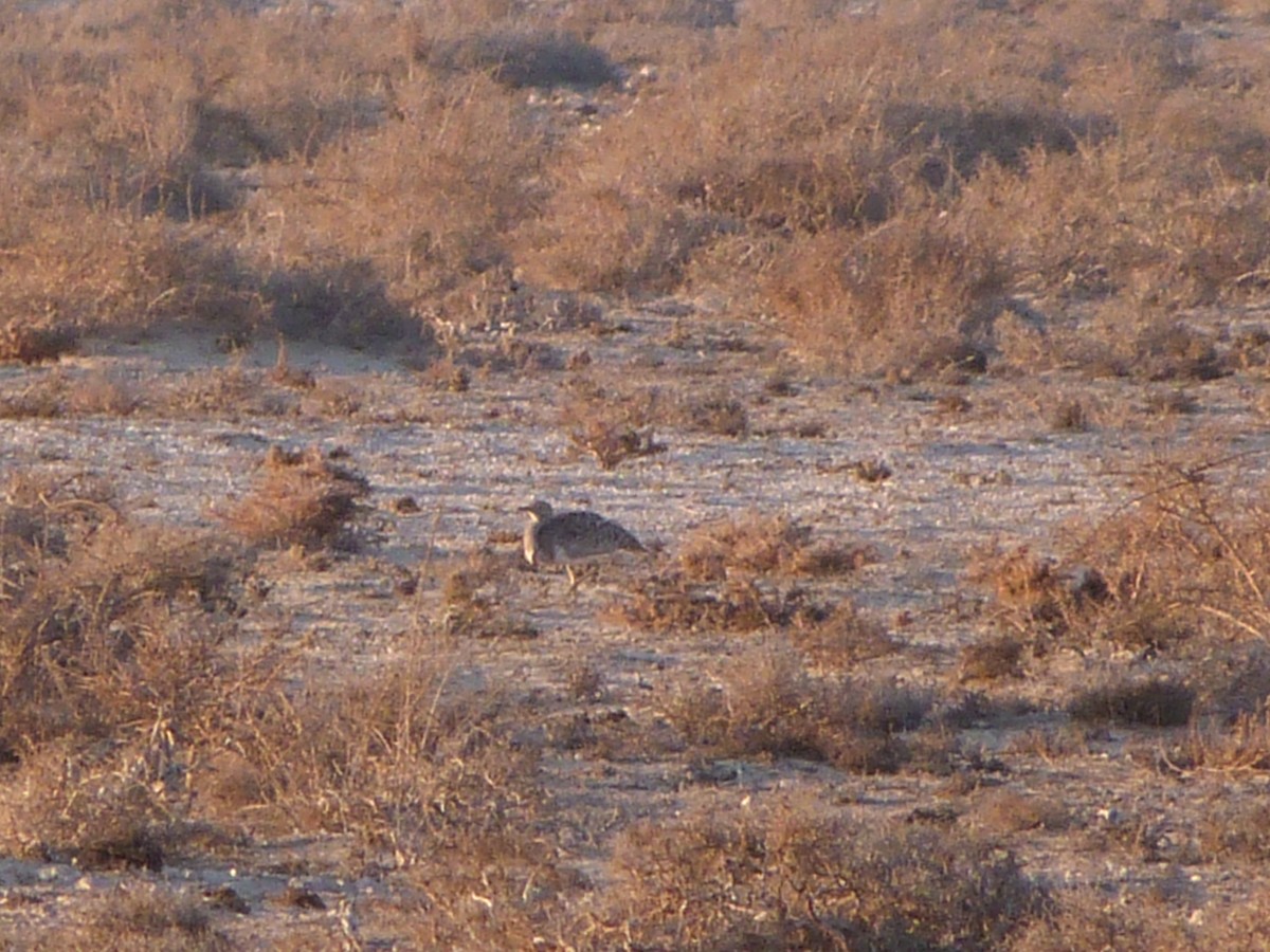 African Houbara (Canary Is.) - ML641300266