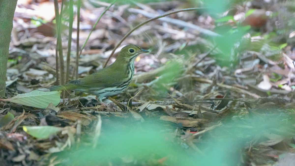 Paruline couronnée - ML641300297