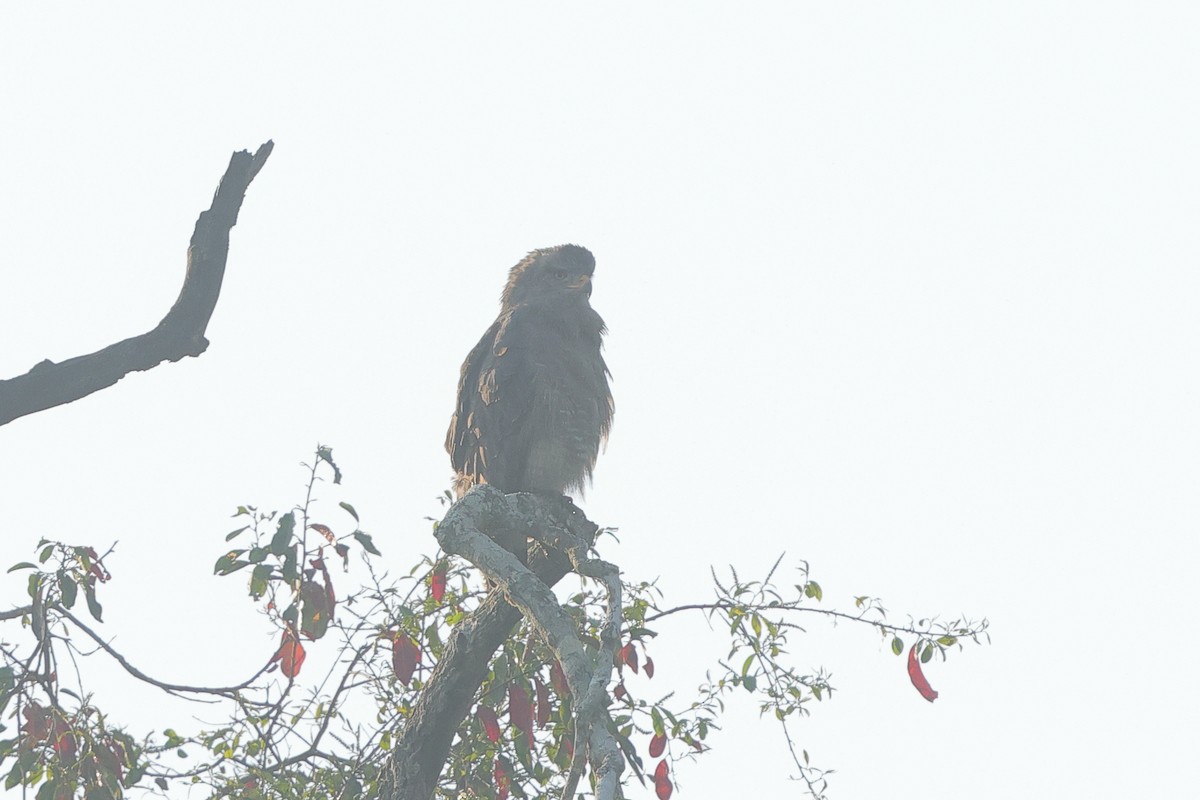 Western Banded Snake-Eagle - ML641300303