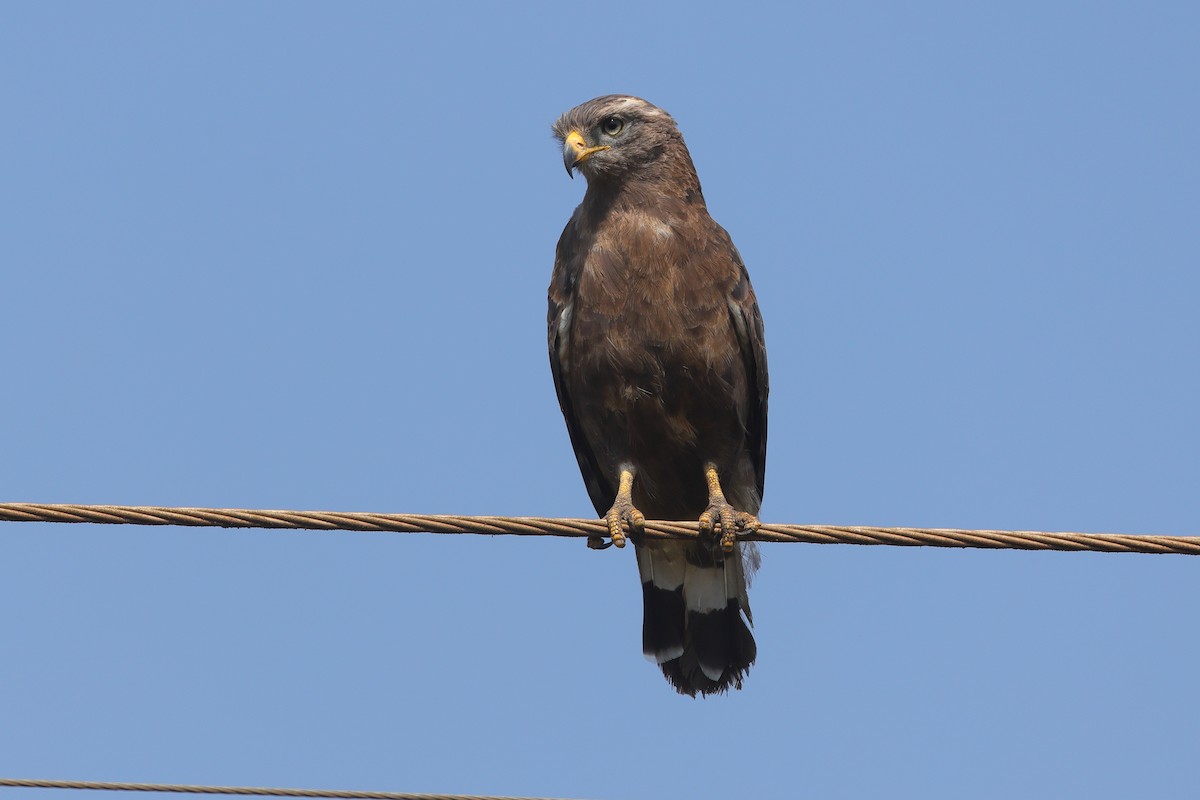 Western Banded Snake-Eagle - ML641300305
