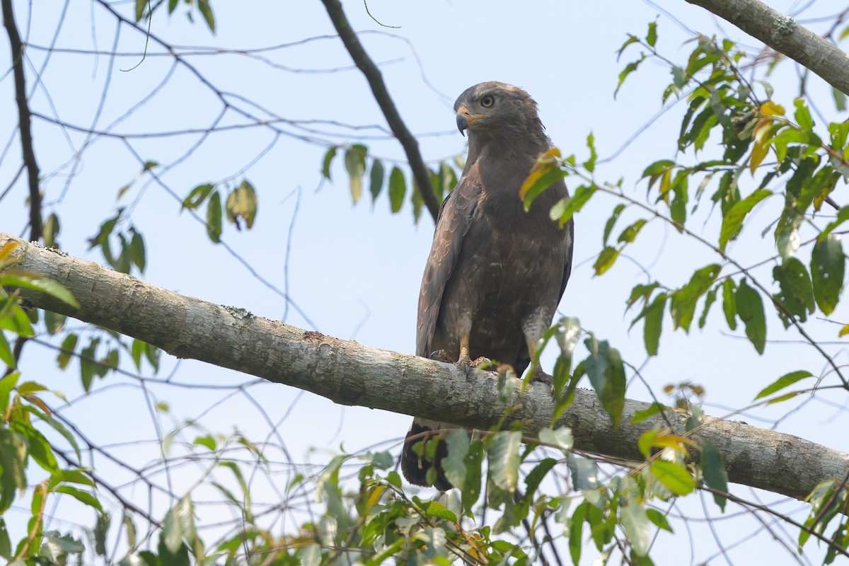 Western Banded Snake-Eagle - ML641300307