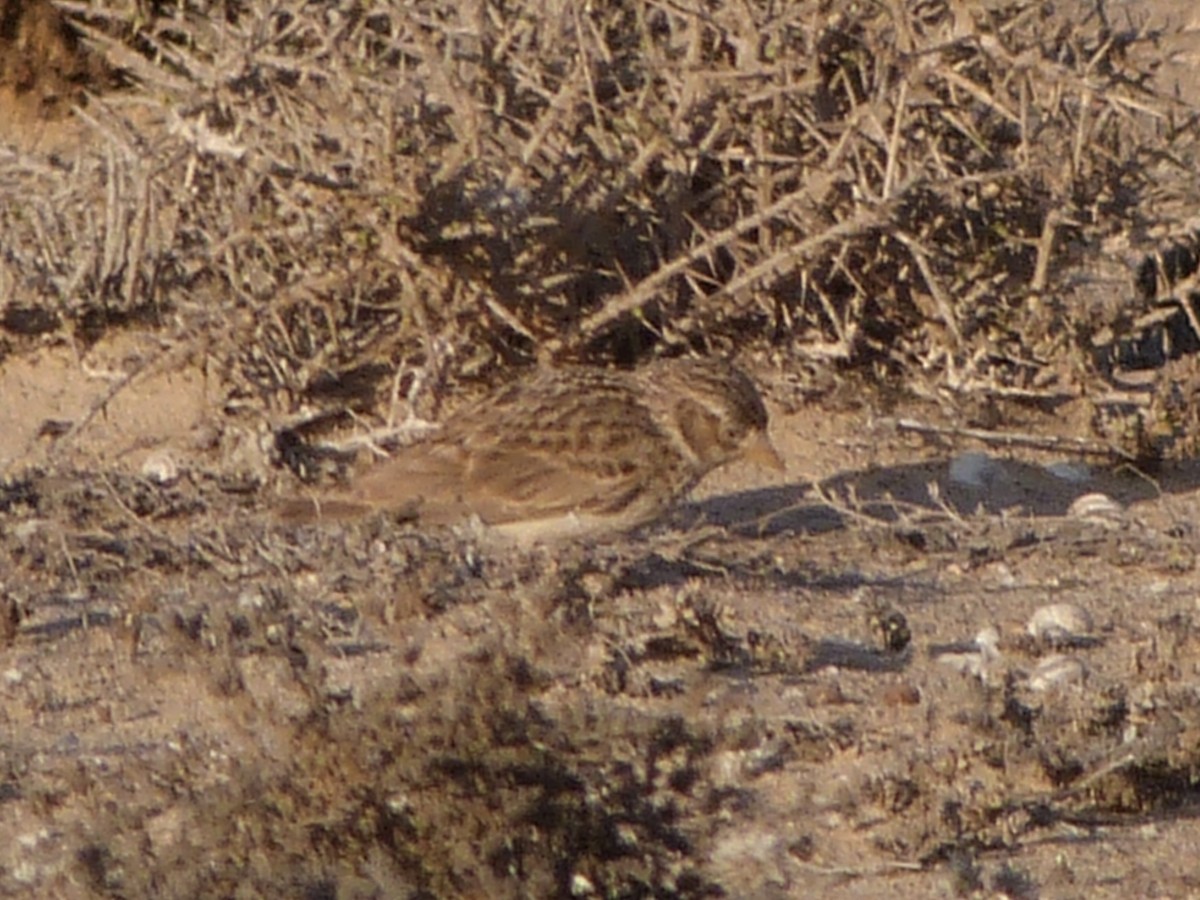 Mediterranean Short-toed Lark - ML641300308