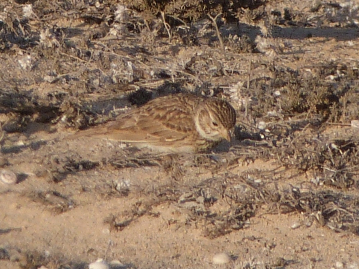 Mediterranean Short-toed Lark - ML641300309