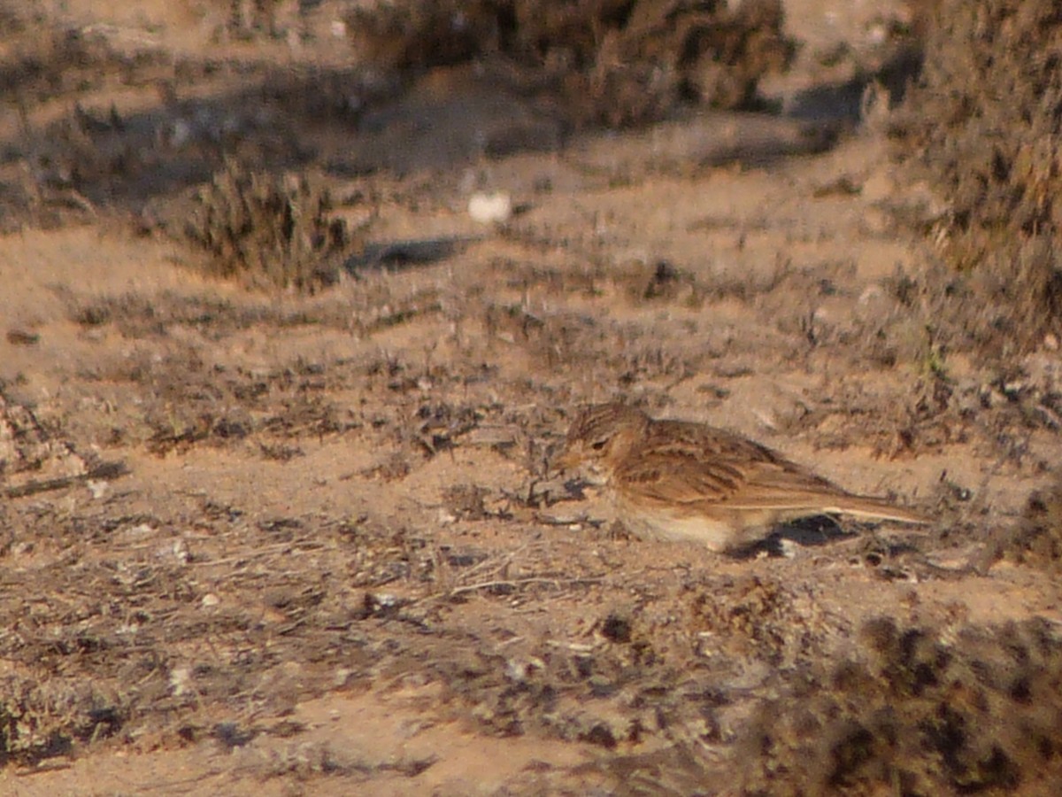Mediterranean Short-toed Lark - ML641300310
