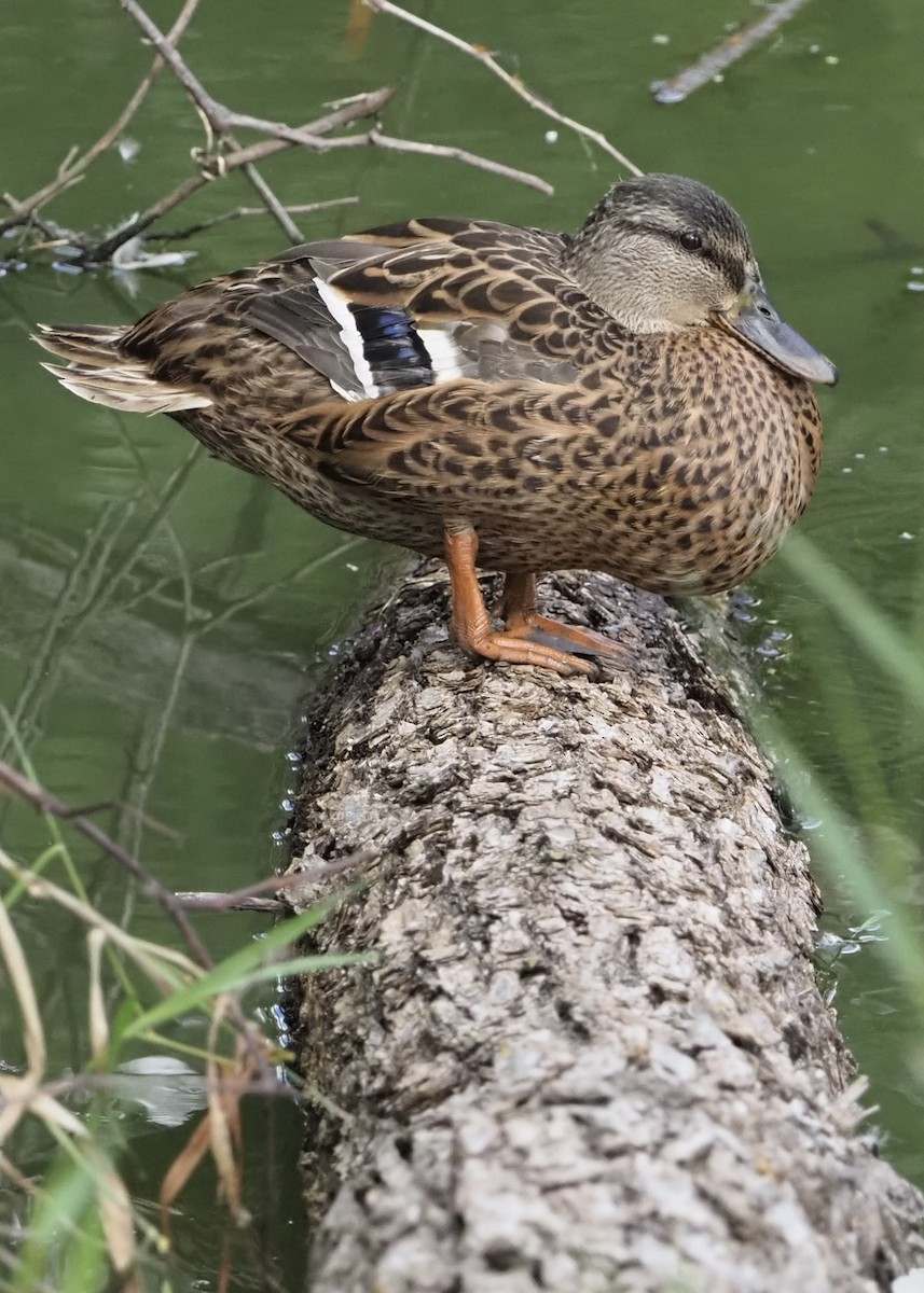 Canard colvert - ML641300311