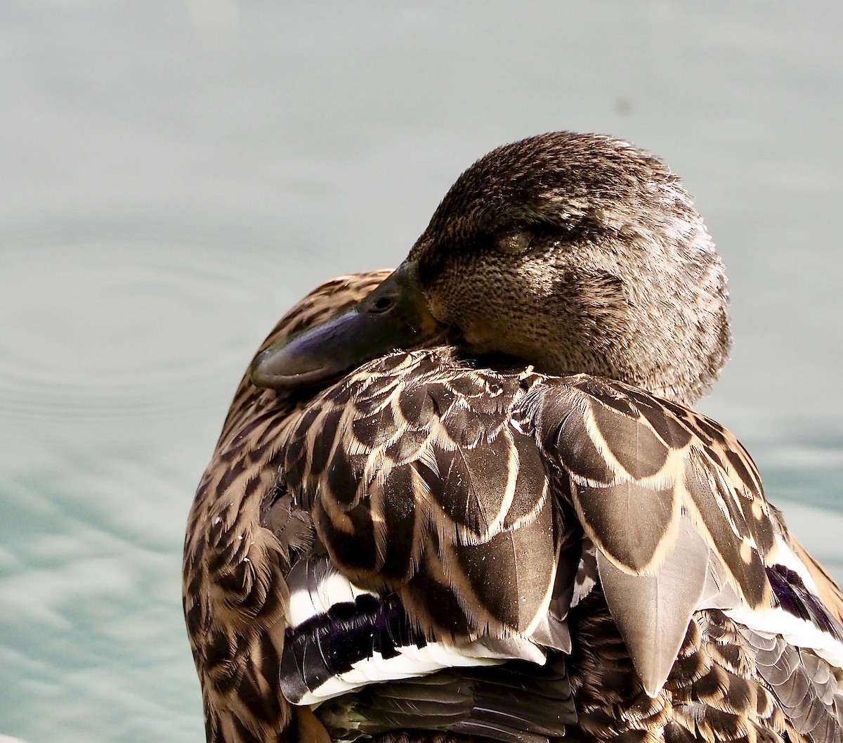 Canard colvert - ML641300312