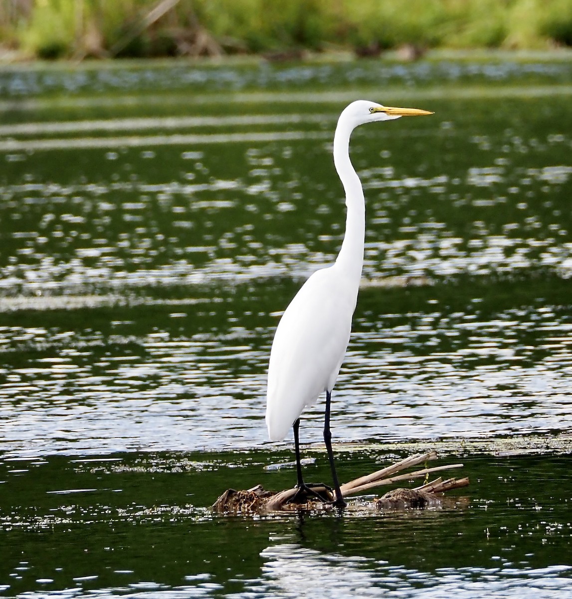 Grande Aigrette - ML641300328