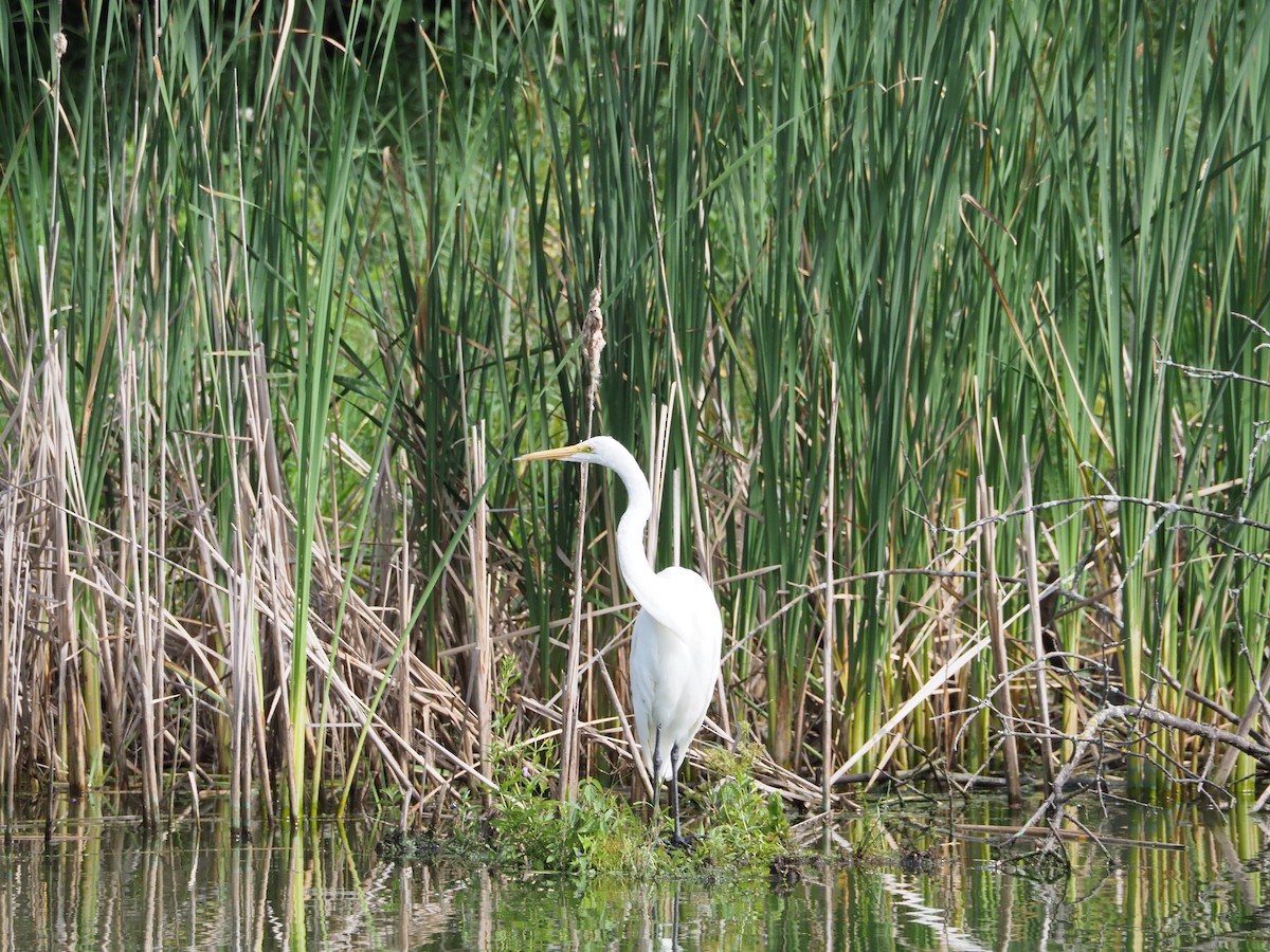 Grande Aigrette - ML641300329
