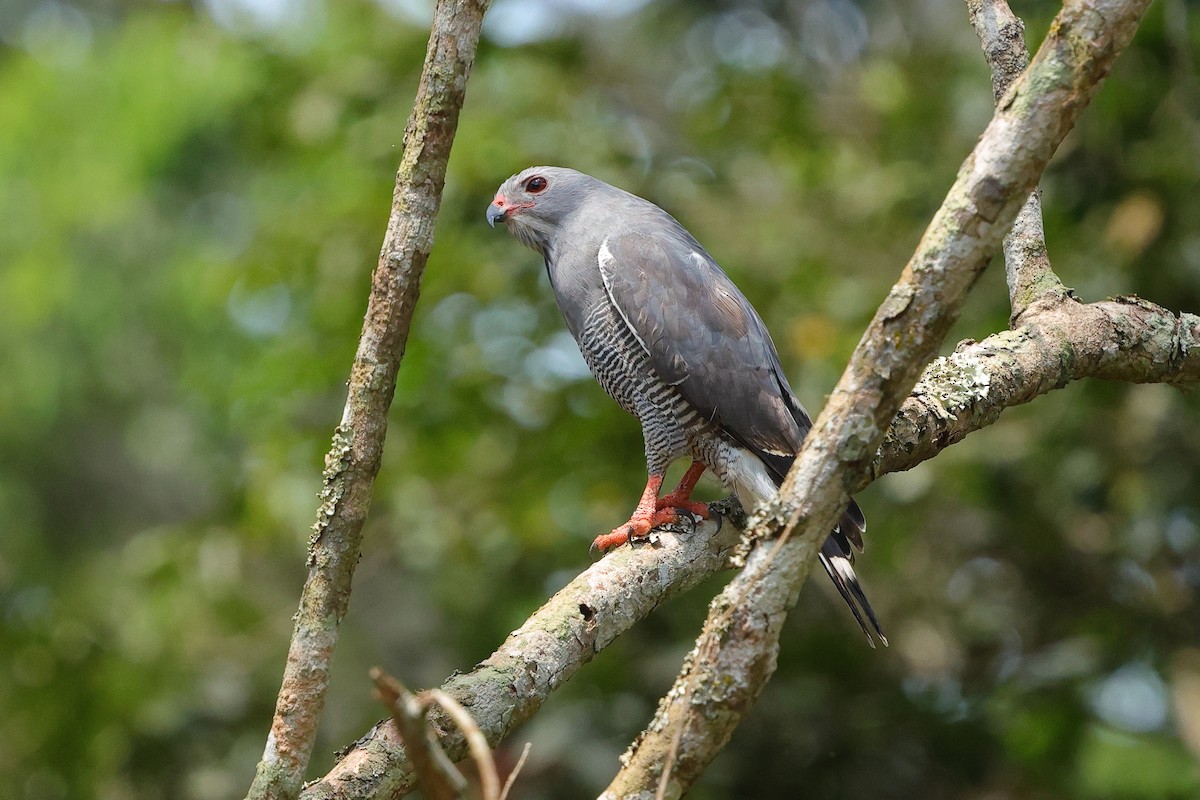 Lizard Buzzard - ML641300332