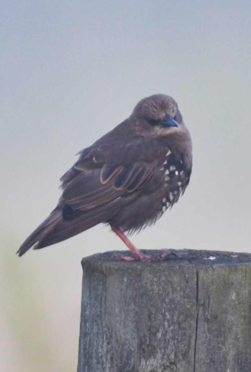 European Starling - ML641300359