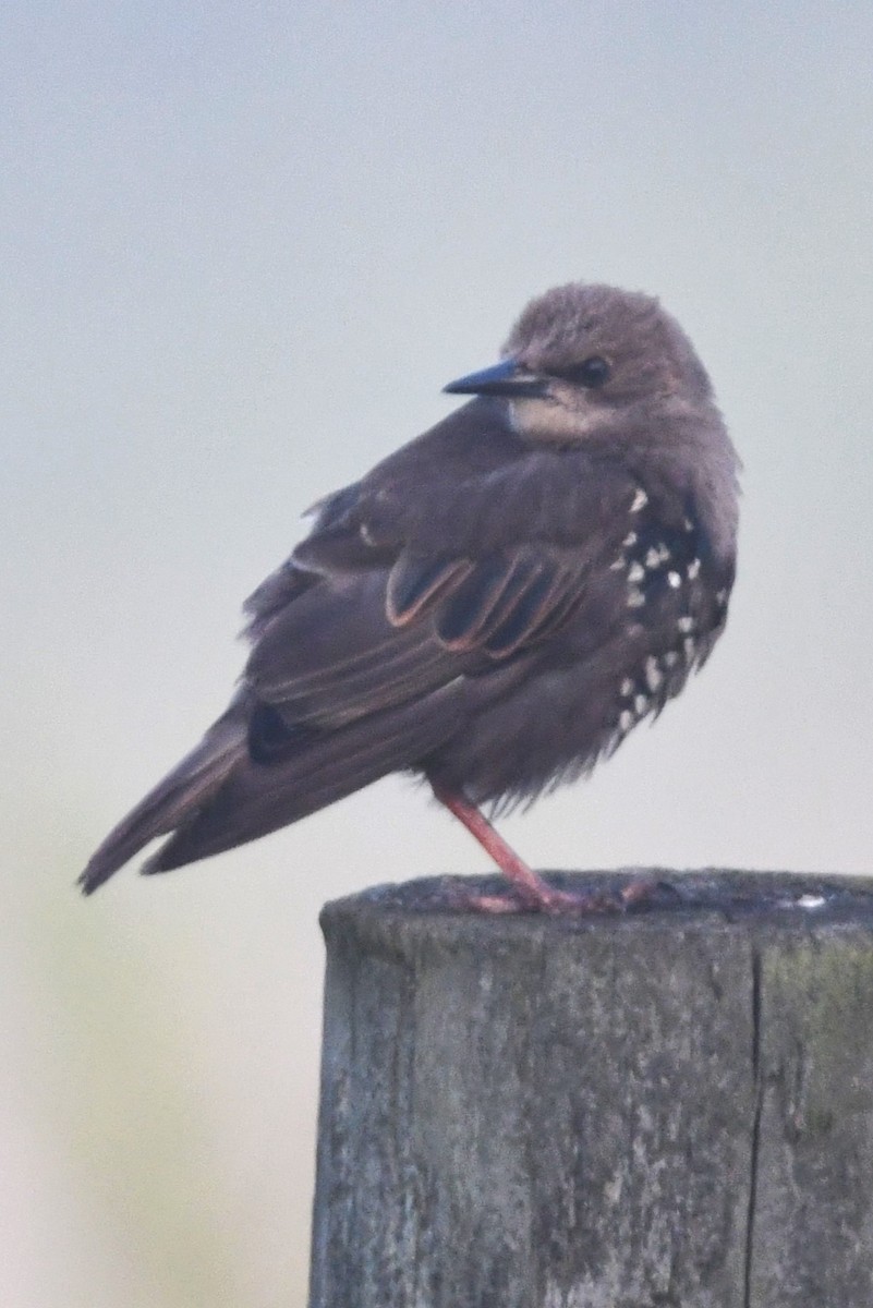 European Starling - ML641300360