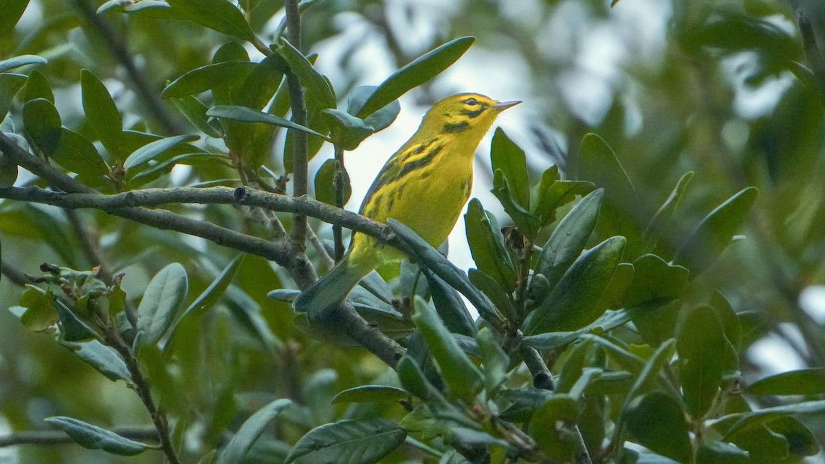 buskparula - ML641300365