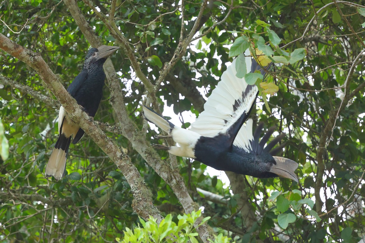 Grauwangen-Hornvogel - ML641300384