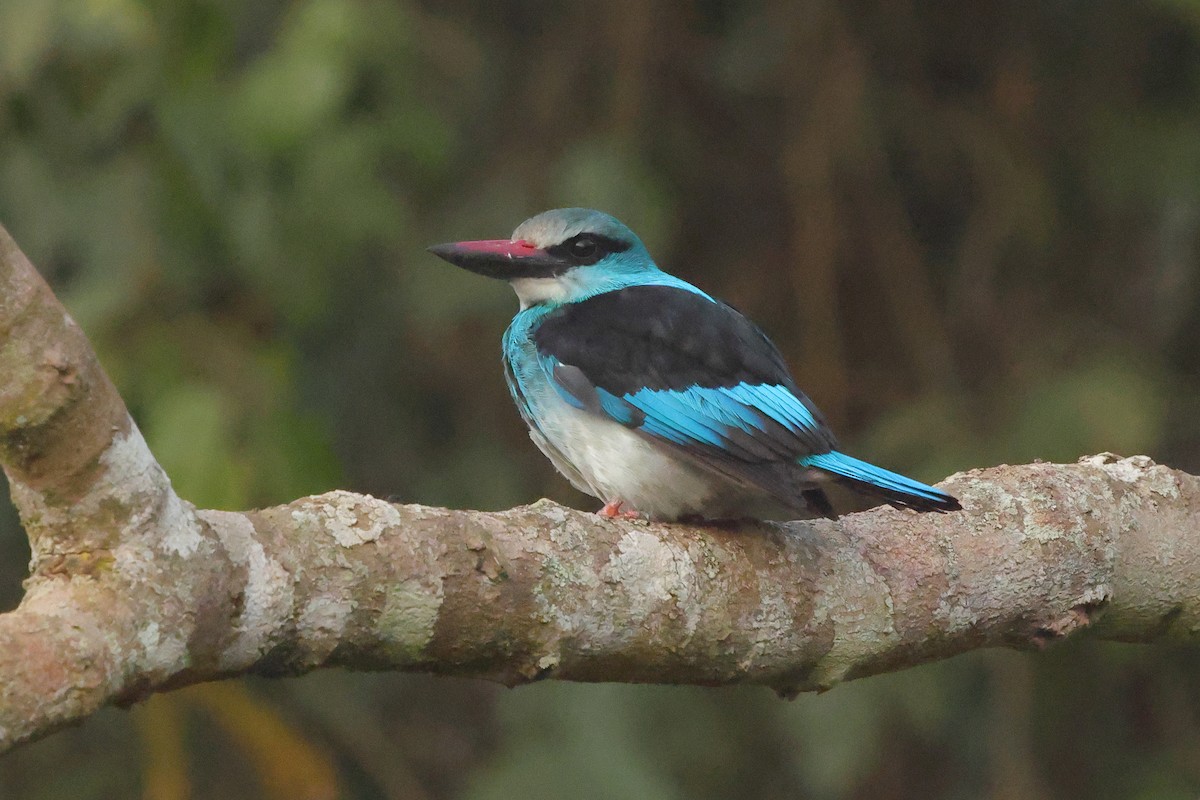 Martin-chasseur à poitrine bleue - ML641300426