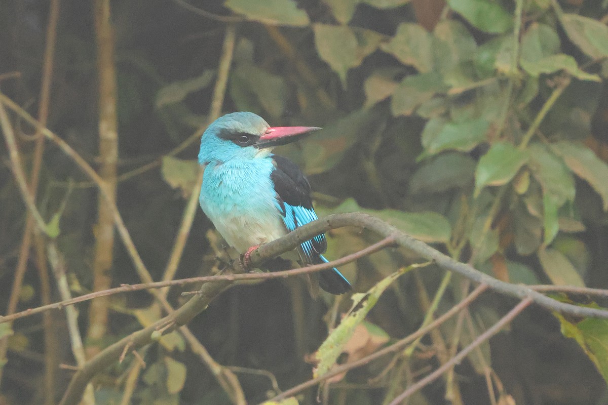 Martin-chasseur à poitrine bleue - ML641300427