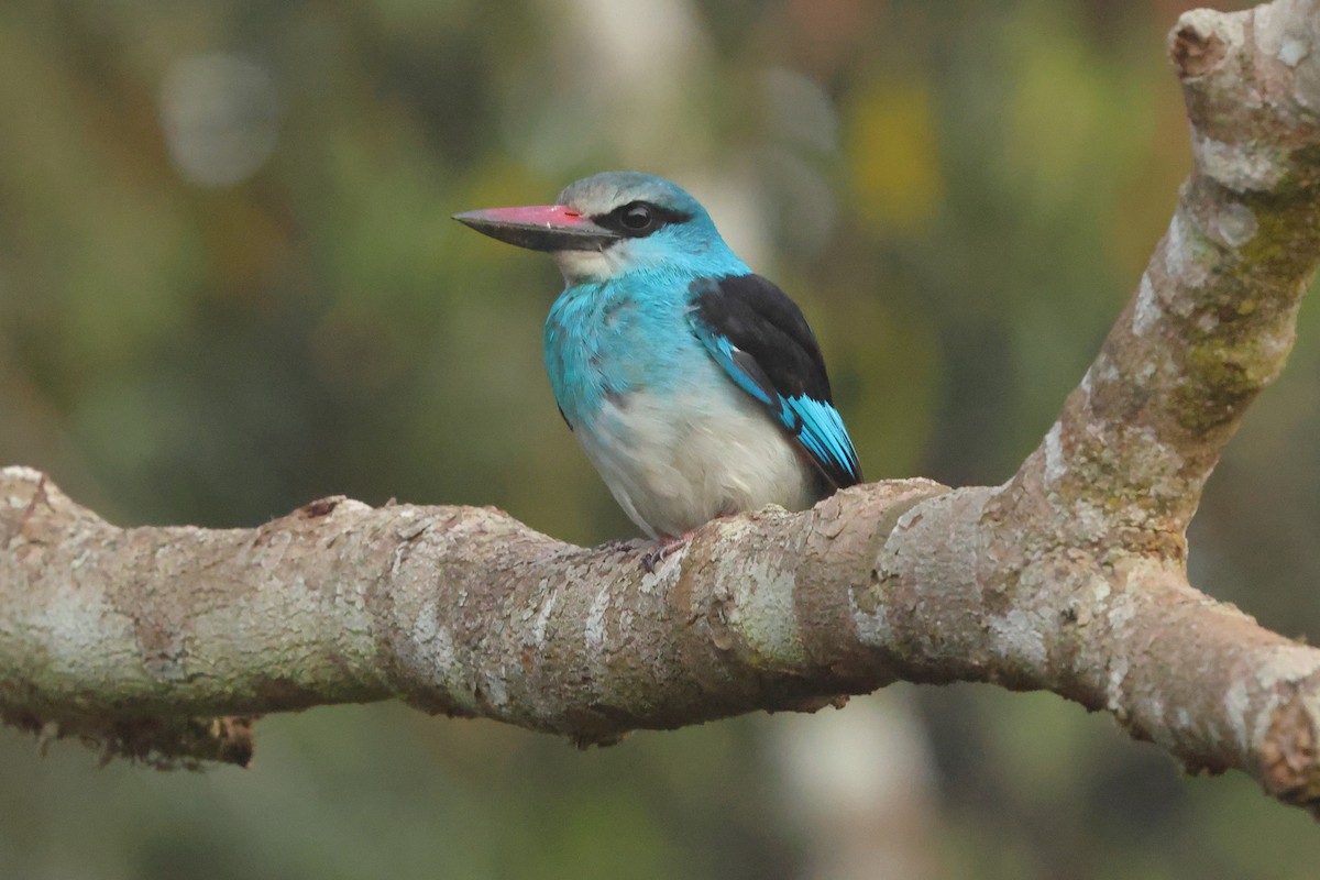 Martin-chasseur à poitrine bleue - ML641300428