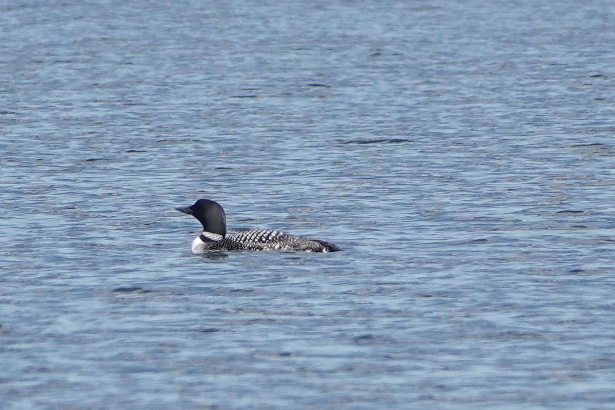 Common Loon - ML641300451