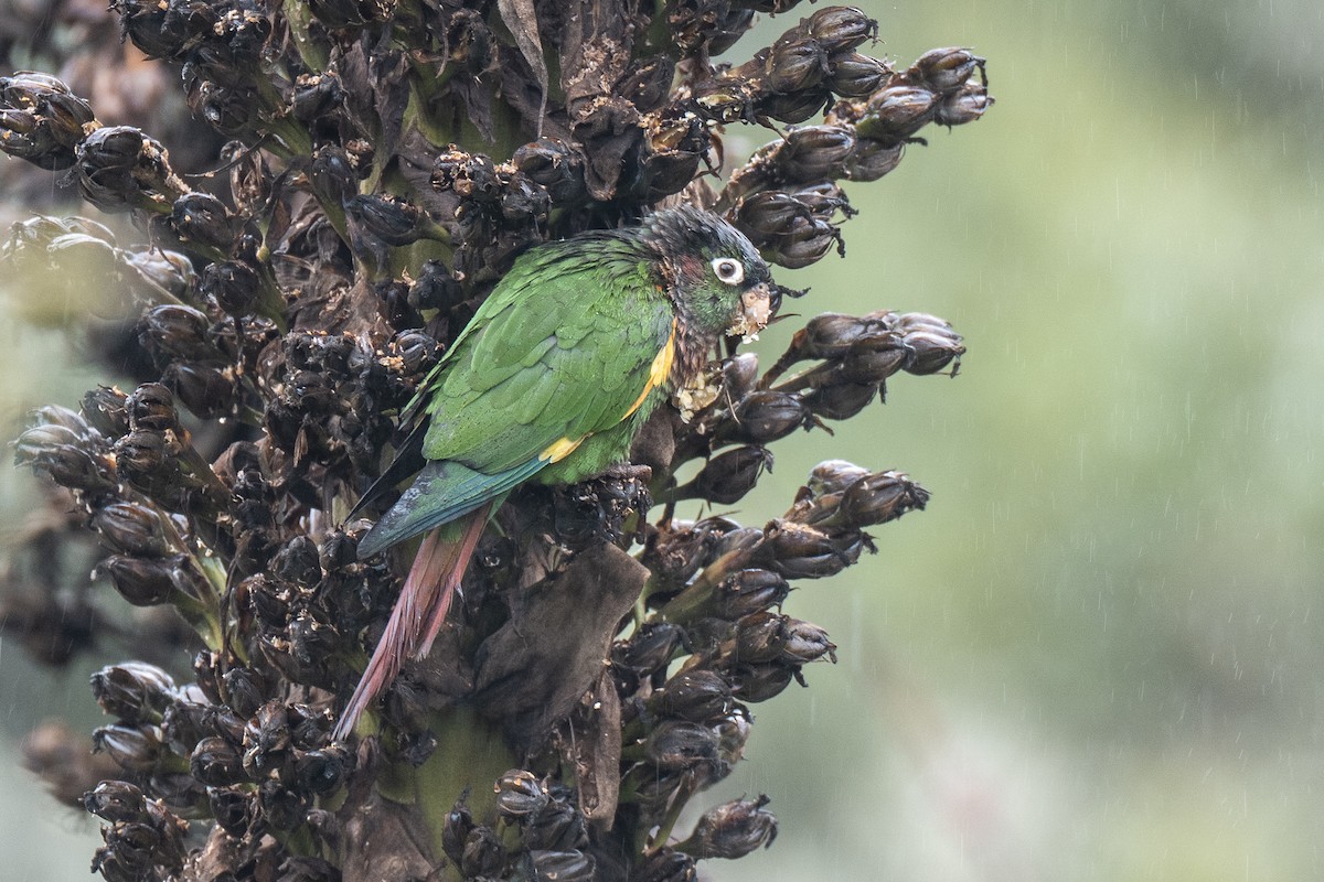 Brown-breasted Parakeet - ML641300481