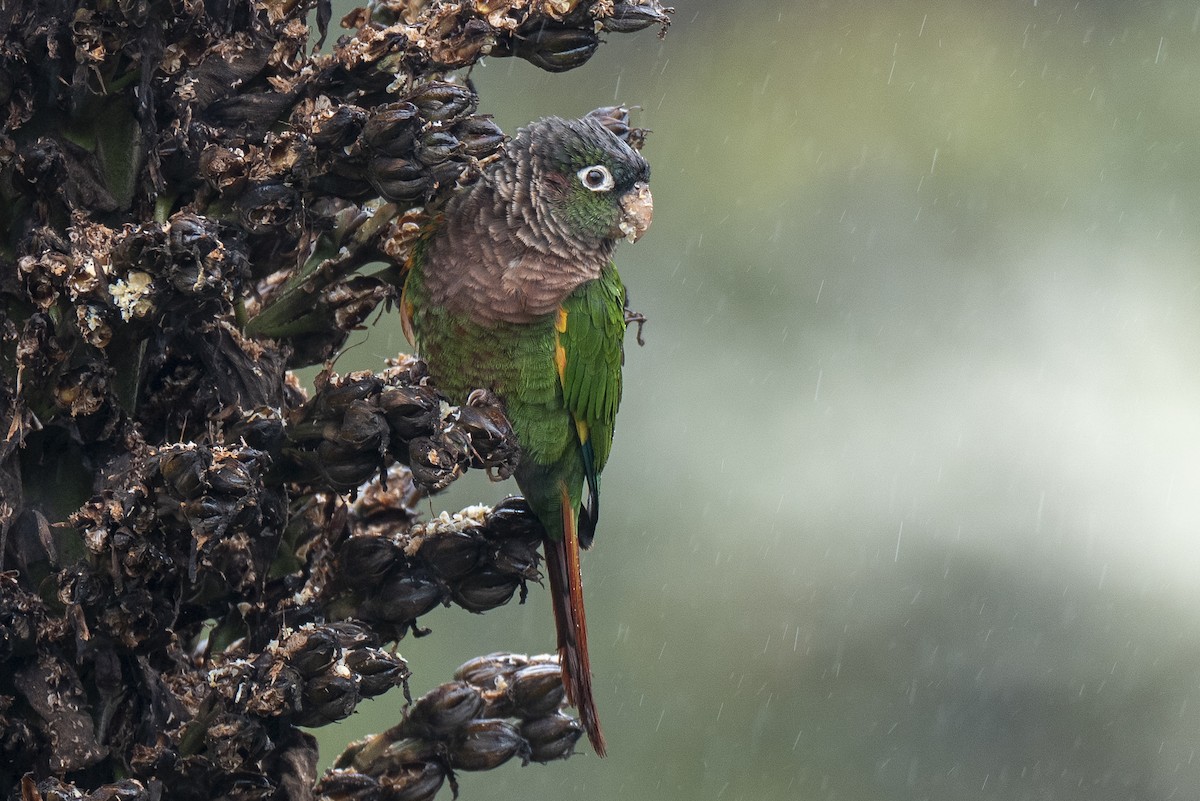 Brown-breasted Parakeet - ML641300483