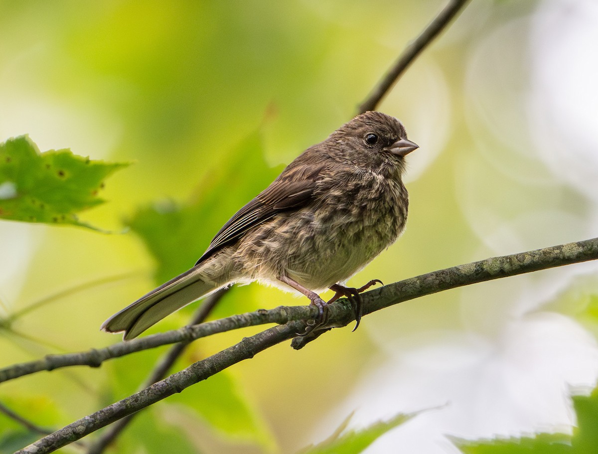 Dark-eyed Junco - ML641300489