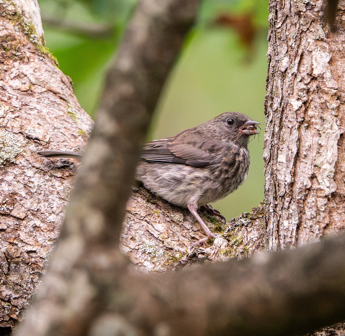 Dark-eyed Junco - ML641300490