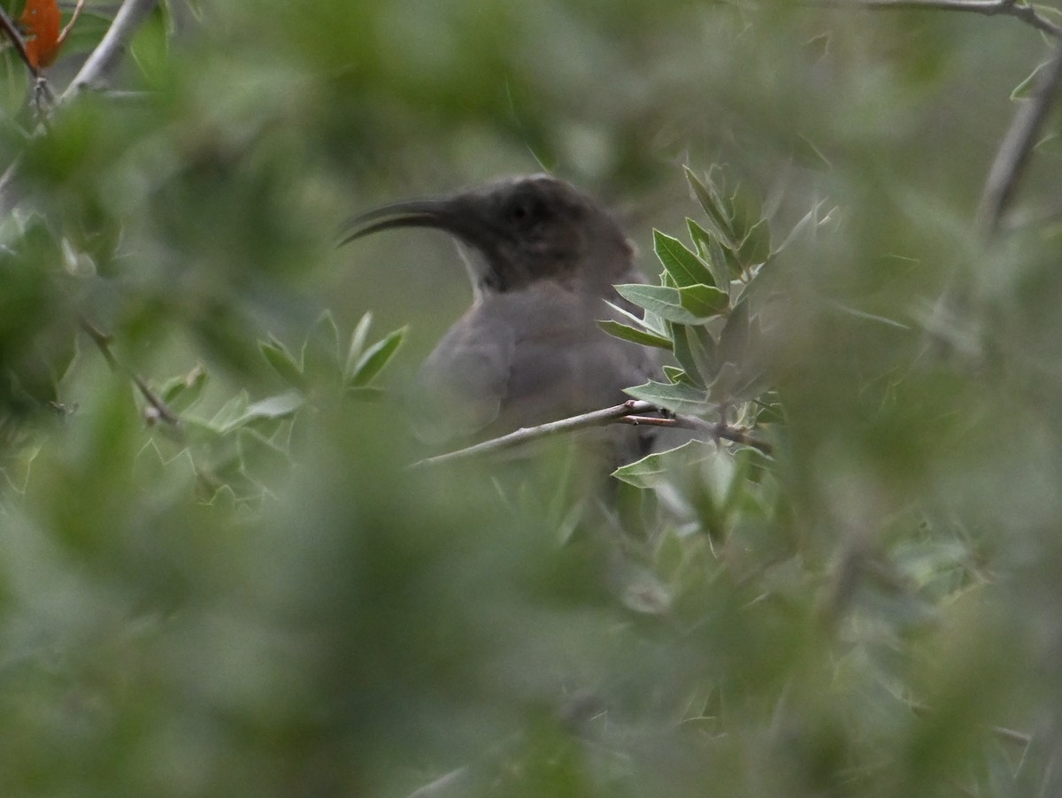 Crissal Thrasher - ML641300510