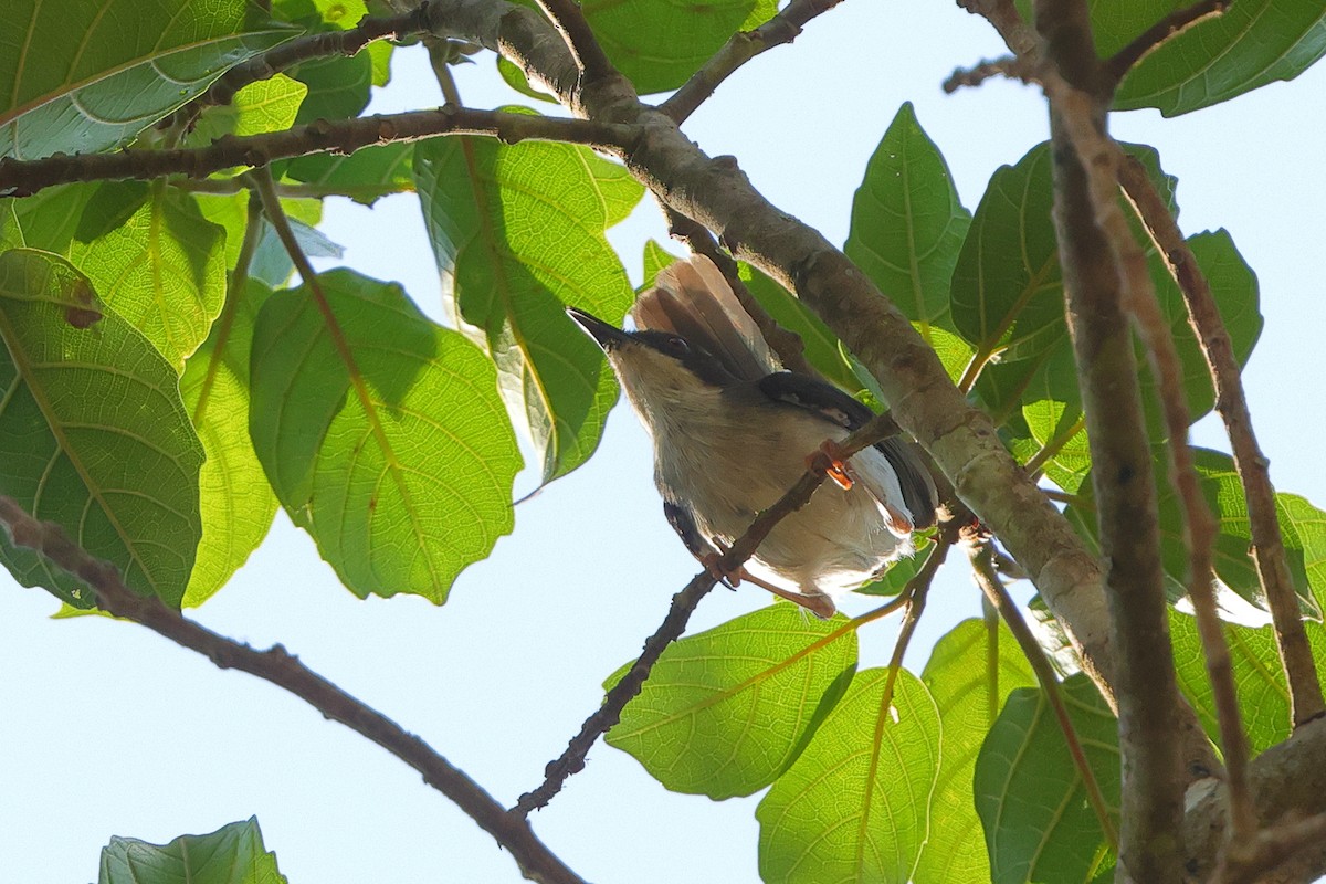 Buff-throated Apalis (Buff-throated) - ML641300512