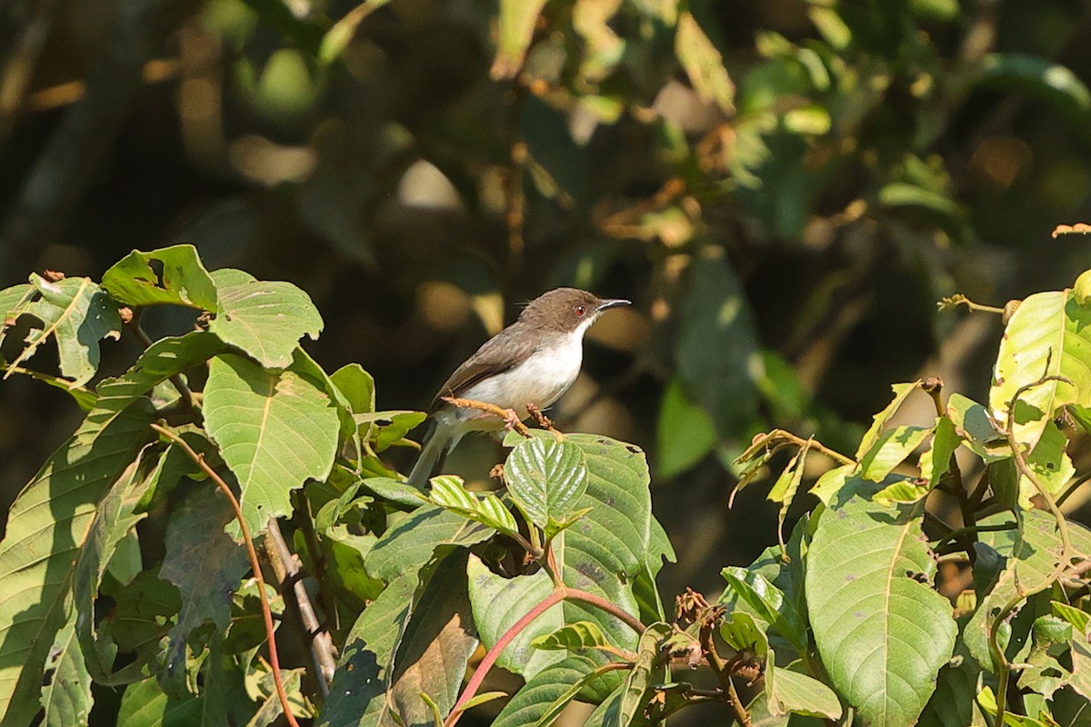 Buff-throated Apalis (Buff-throated) - ML641300513