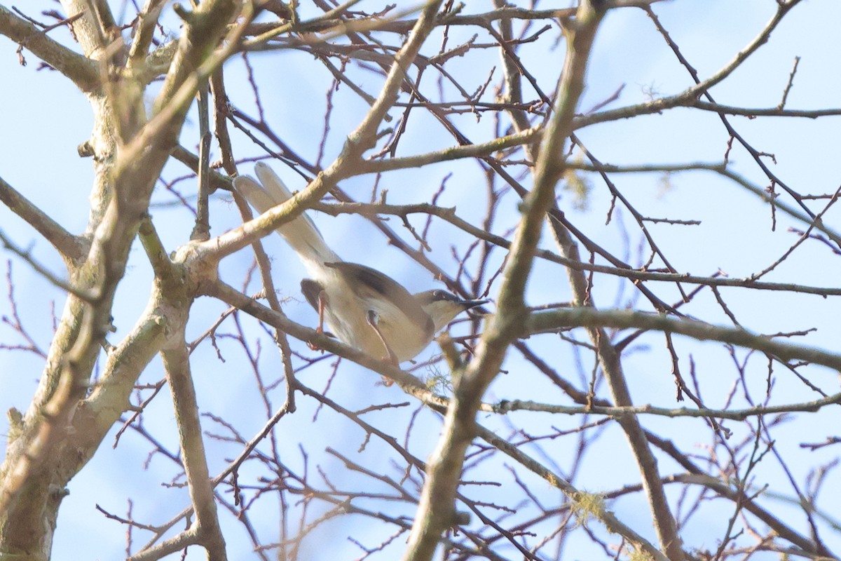 Buff-throated Apalis (Buff-throated) - ML641300514