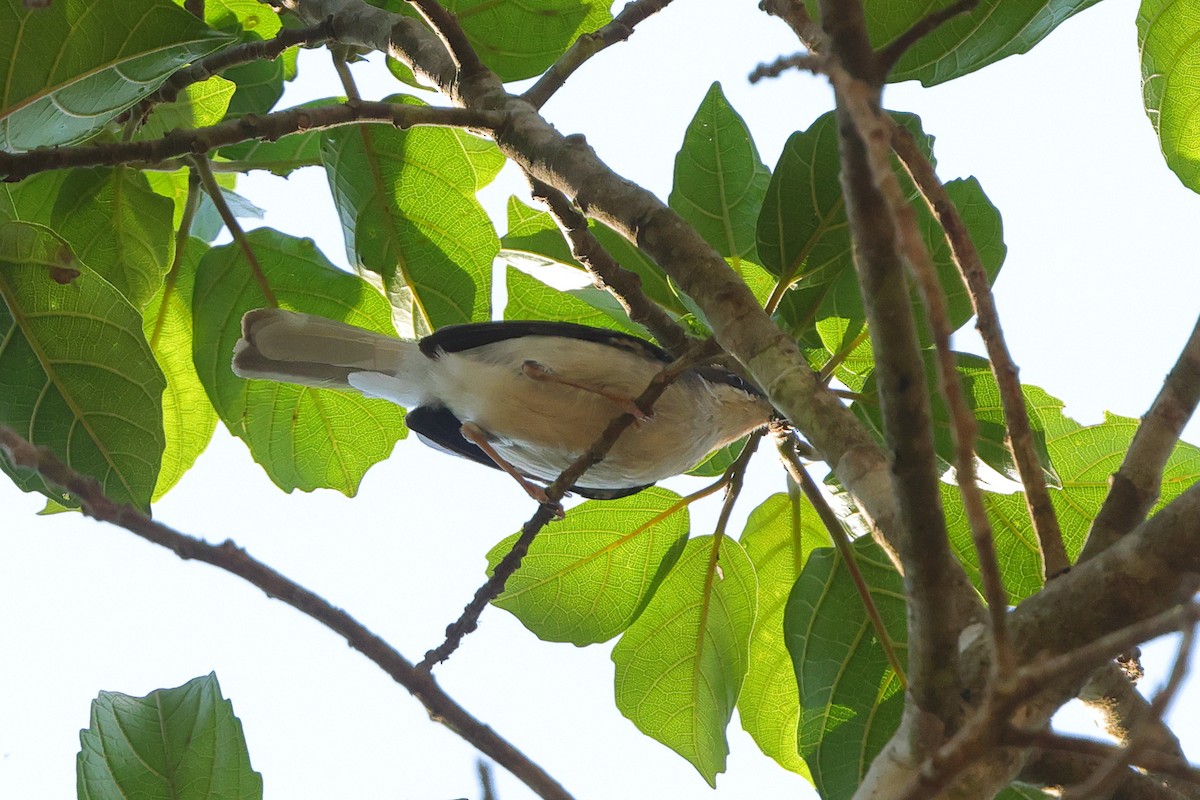 Buff-throated Apalis (Buff-throated) - ML641300515