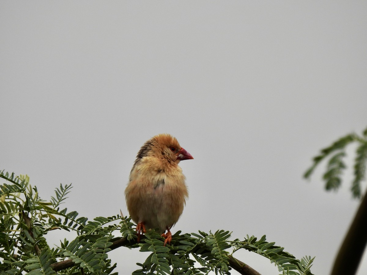 Red-billed Quelea - ML641300519