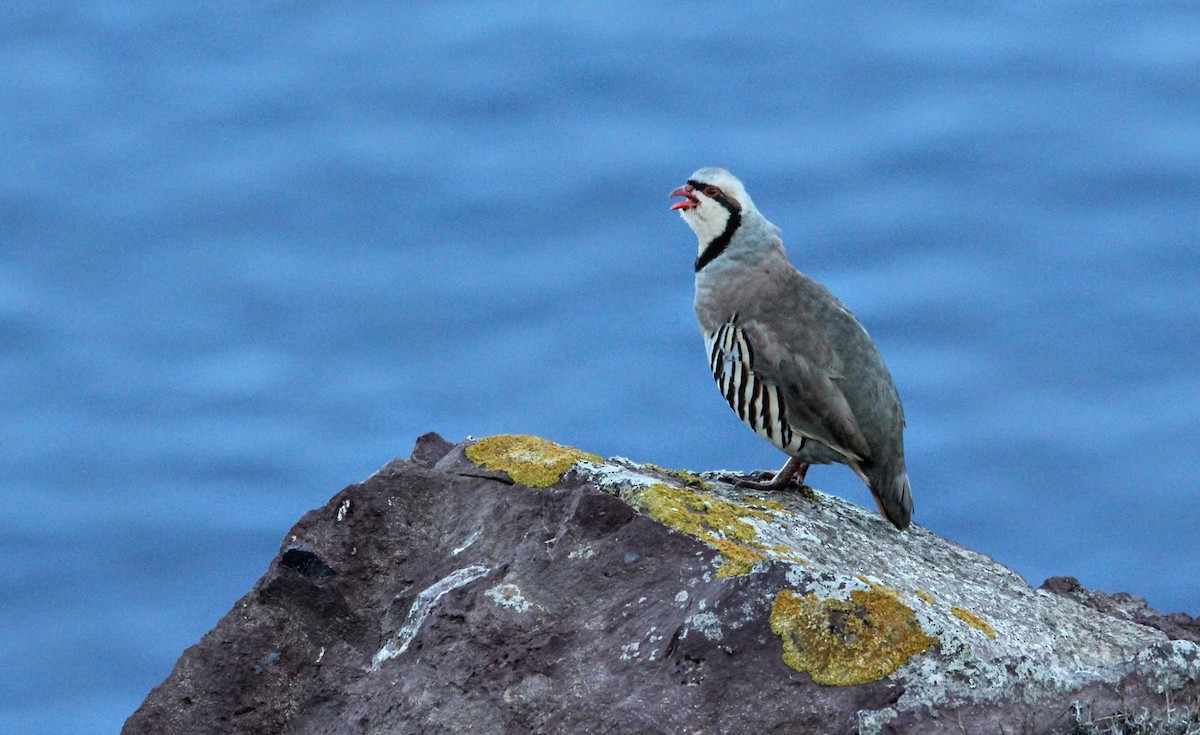Chukar - ML641300560