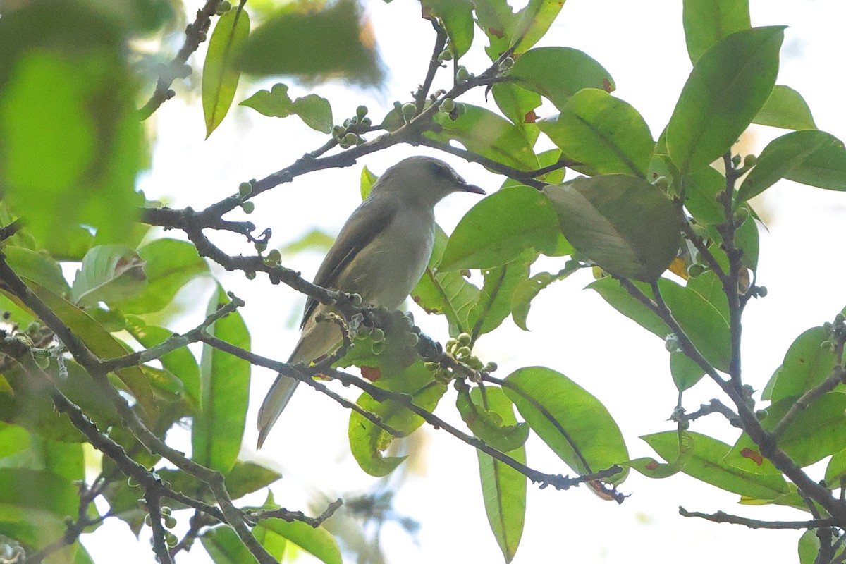 Slender-billed Greenbul - ML641300561