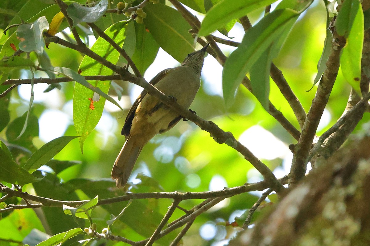 Slender-billed Greenbul - ML641300562