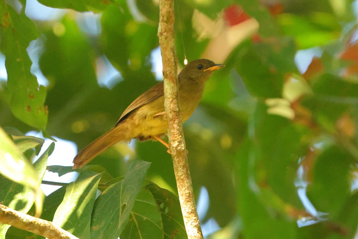 Little Greenbul - ML641300569