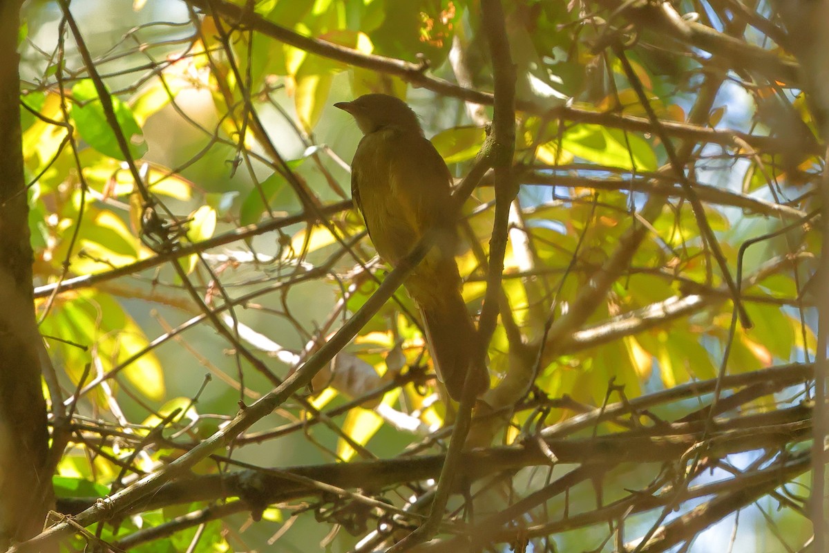 Little Greenbul - ML641300570
