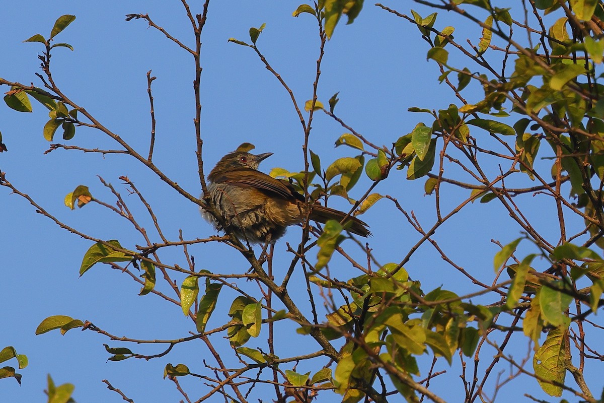 Plain Greenbul - ML641300575