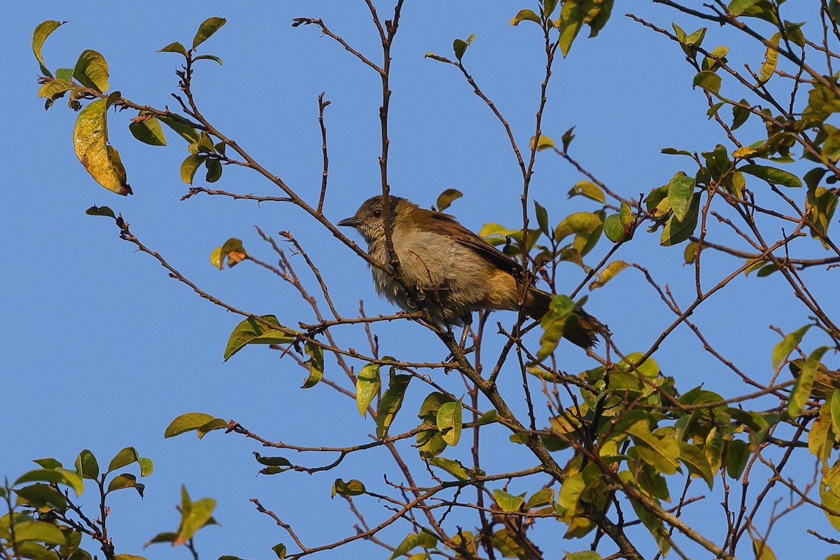 Plain Greenbul - ML641300576