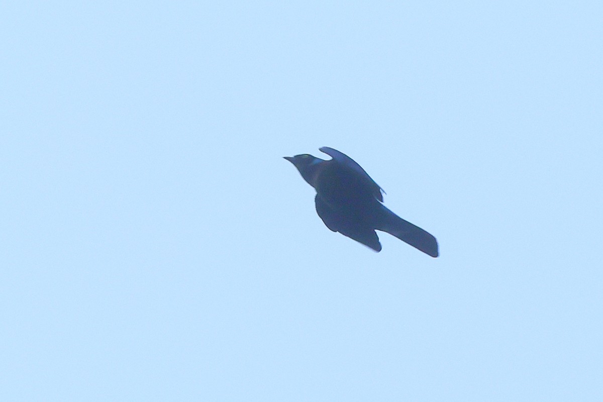 Splendid Starling - ML641300582