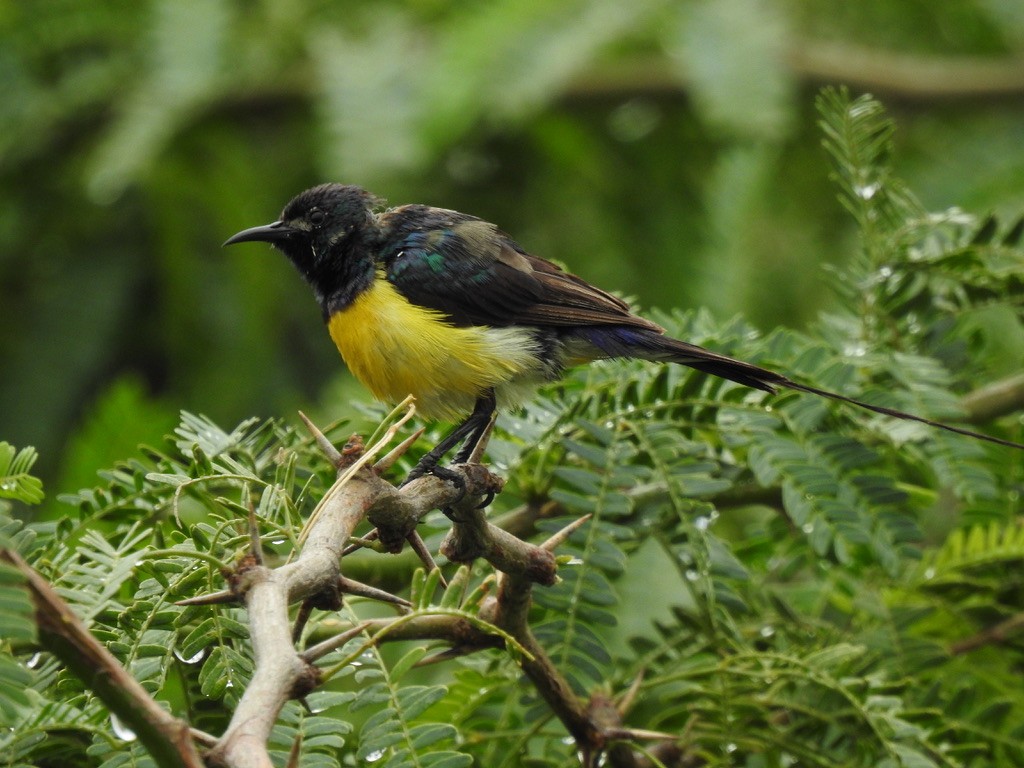 Nile Valley Sunbird - ML641300587