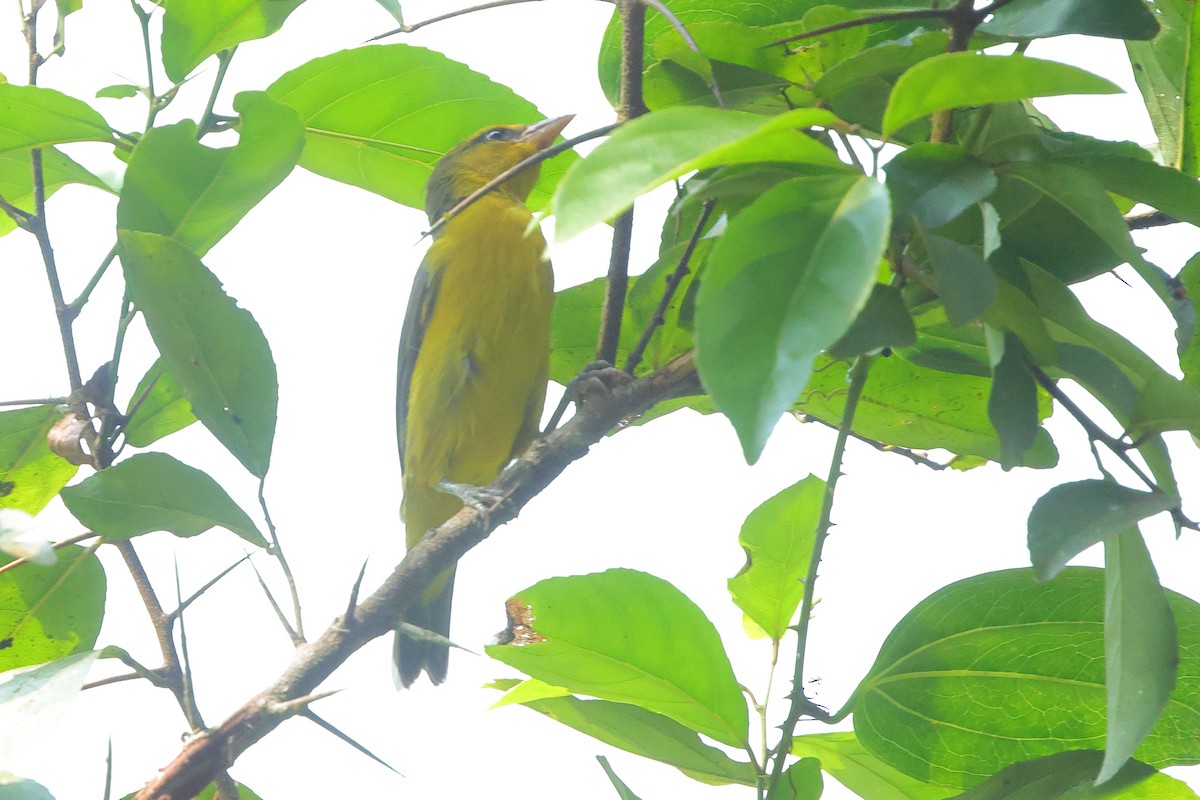 Black-necked Weaver - ML641300602