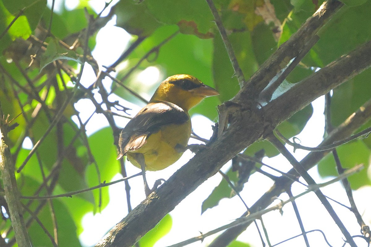 Black-necked Weaver - ML641300603