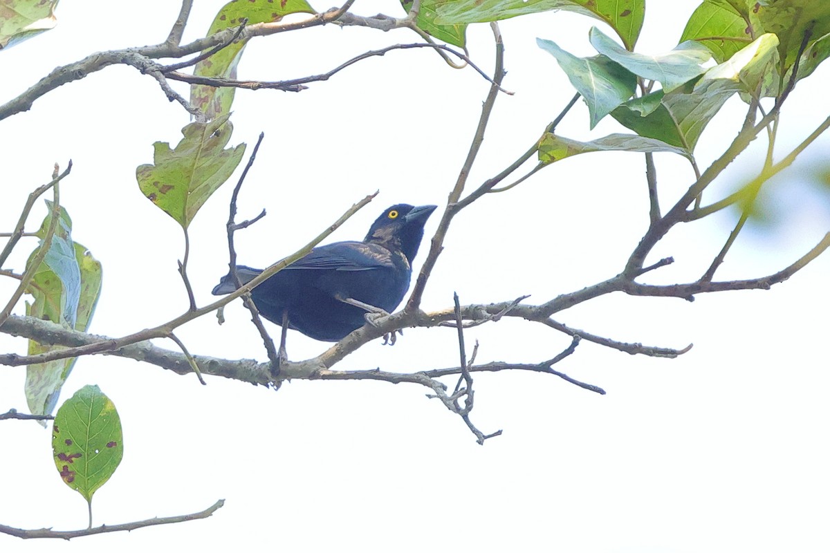 Vieillot's Black Weaver - ML641300607