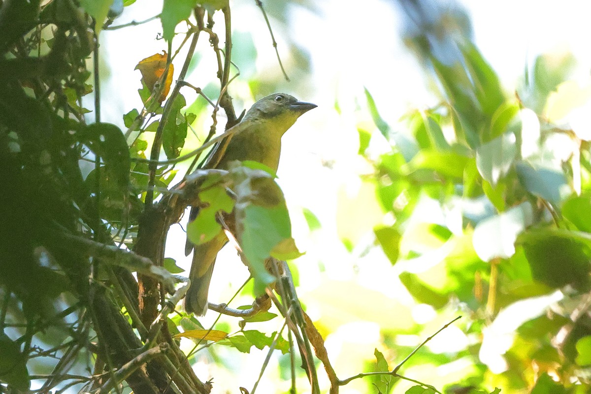 Vieillot's Black Weaver - ML641300609