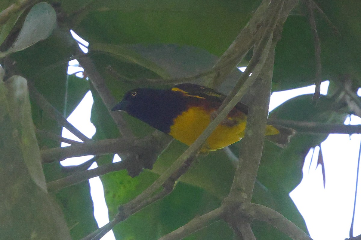 Weyns's Weaver - ML641300622