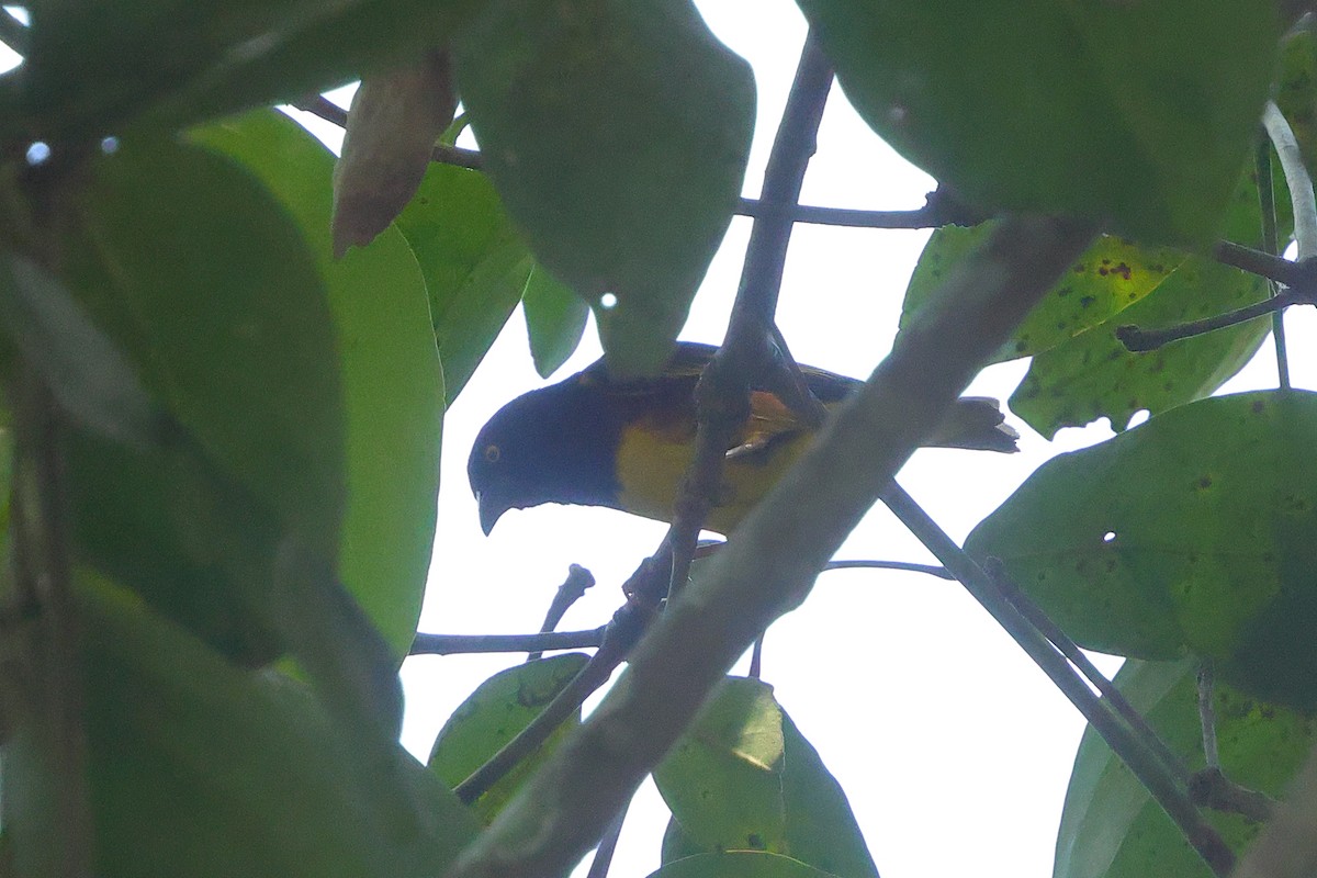 Weyns's Weaver - ML641300623