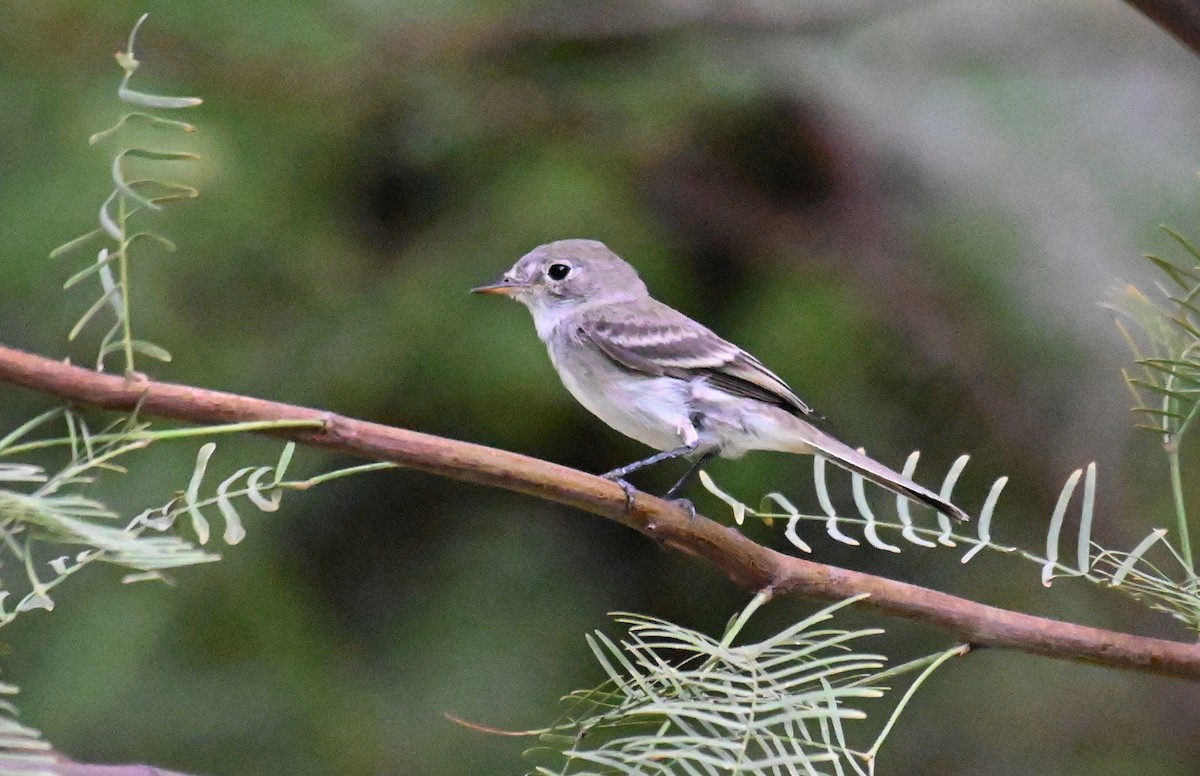 Gray Flycatcher - ML641300676