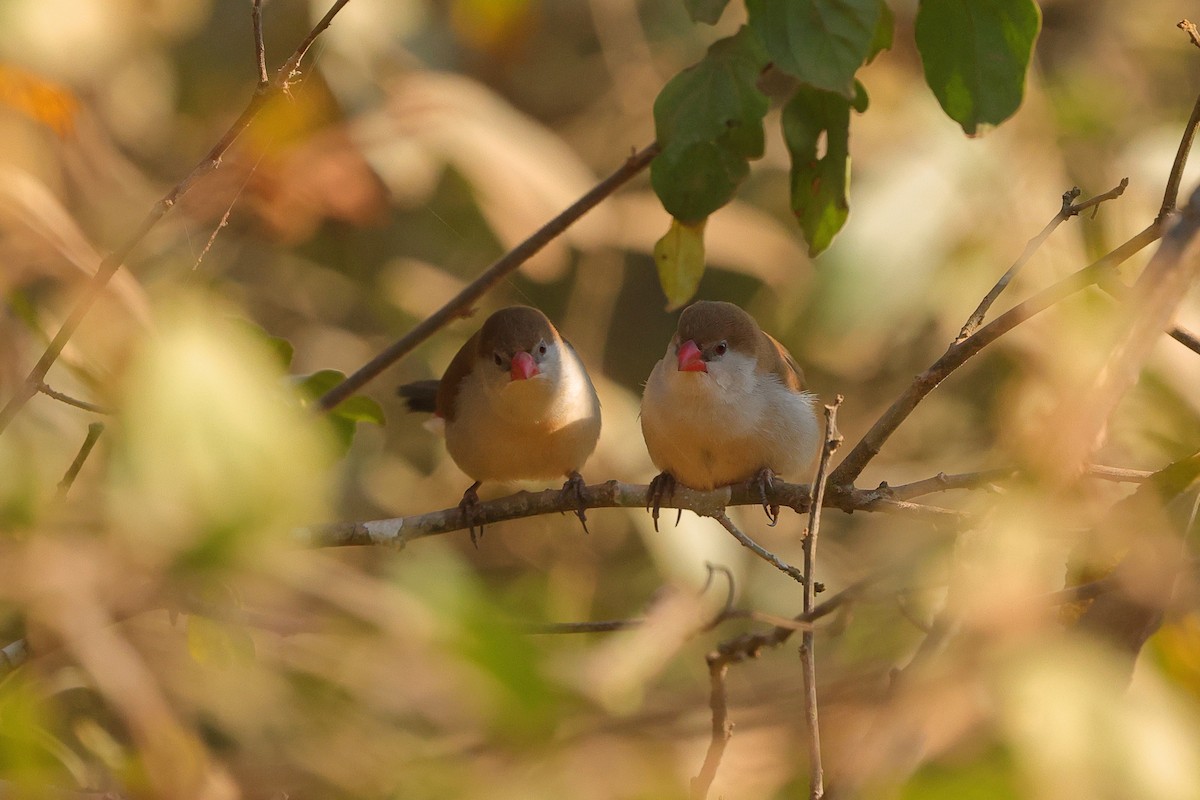 Fawn-breasted Waxbill - ML641300690