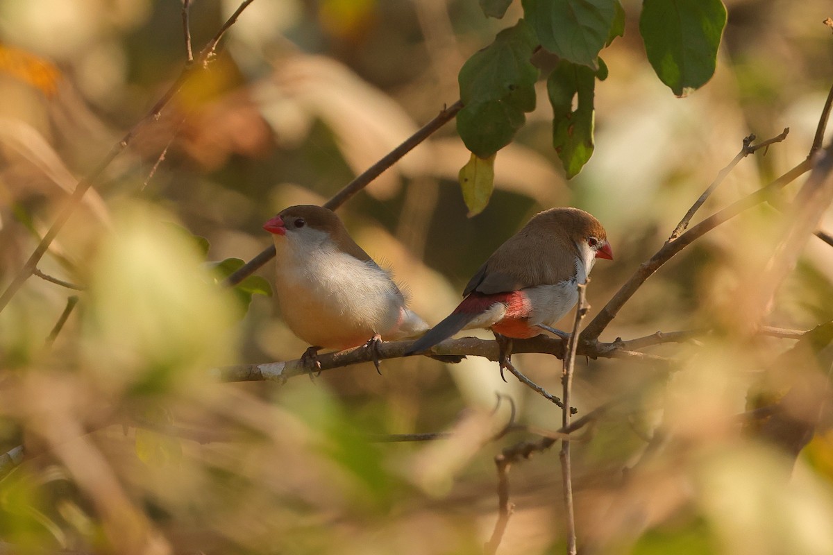 Fawn-breasted Waxbill - ML641300691
